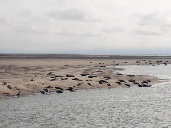 Calypso 2 * Berck